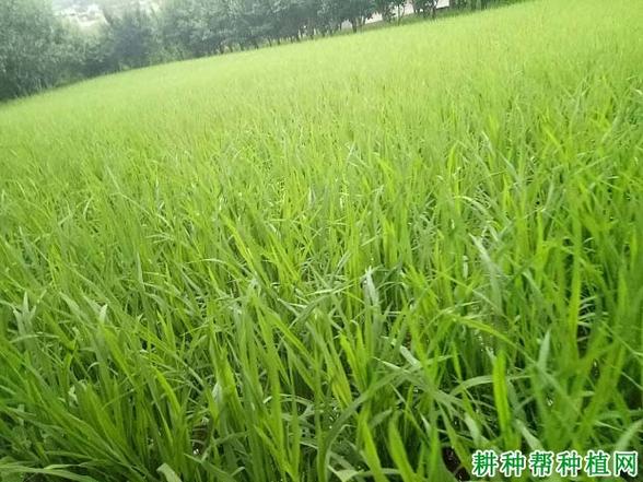 改善农产品质量有重要作用,近期有种植水稻的网友咨询耕种帮:种植水稻