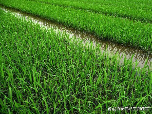 在水稻的种植管理中,以叶面肥的形式进行喷施,可以很好的补充水稻所