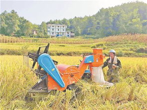 巴南以 五代 破解耕地闲置问题