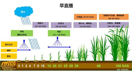 图解泰国水稻市场