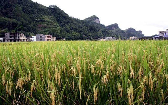 种植水稻周期长过程很辛苦掌握这些步骤能够增加收成