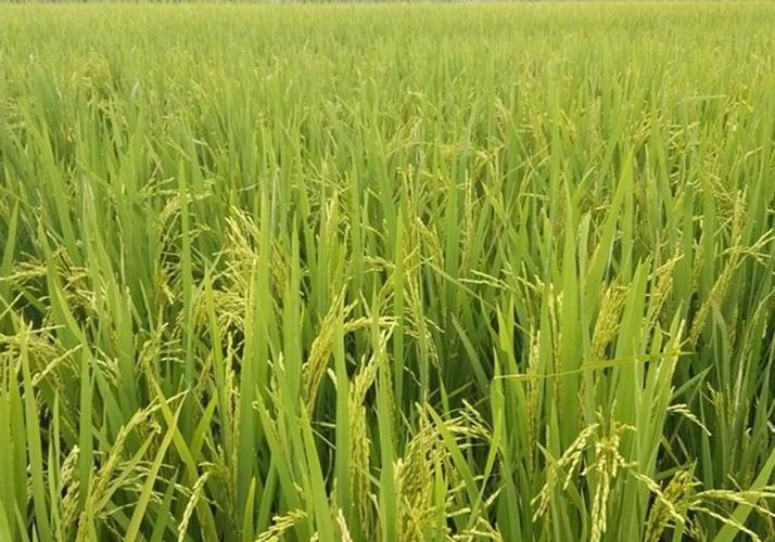 关于种植水稻,来了解清楚管理的原则,产量蹭蹭蹭涨