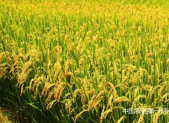 1.水稻高产高效栽培技术