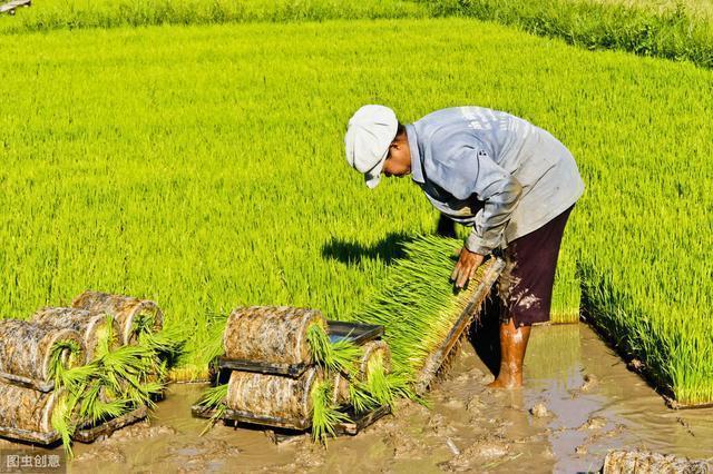 以色列水稻种植技术