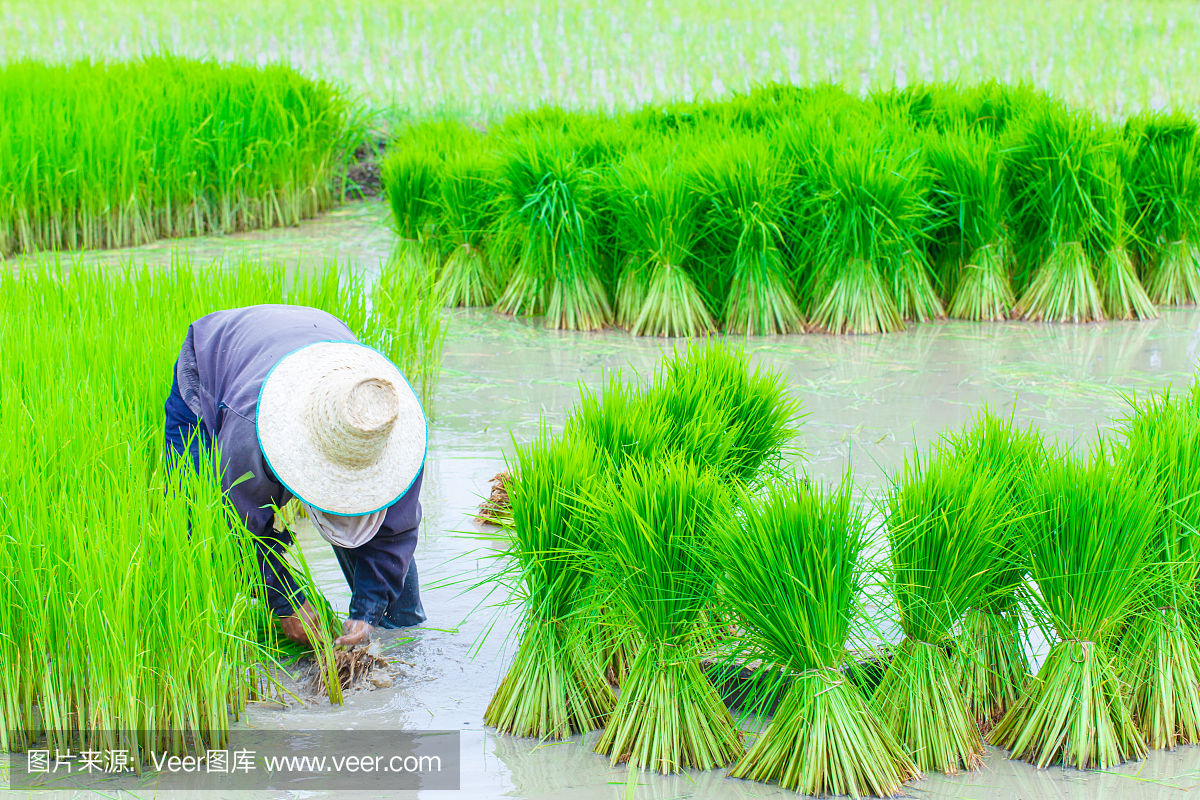 泰国农民种植水稻工作