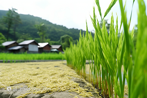 农村水田种植的水稻