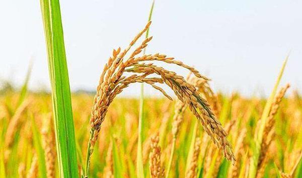 2019水稻种植前景如何怎么种需了解这五大要点