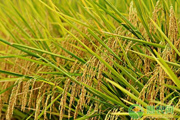 水稻种植基地不打任何农药的绿色水稻种植技术