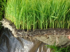 专家权威解答 五月份水稻栽培管理注意点啥呢