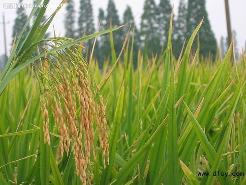 水稻优良品种与高产栽培