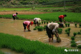 新一年水稻种植年度拉开序幕 看看人家怎么种