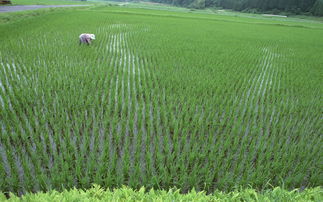 稻田太阳能杀虫灯让绿色水稻种植成为可能