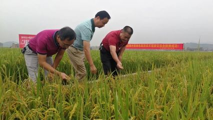 北流有一种水稻,一次种植、连续4季收获!