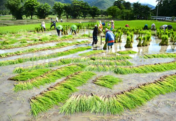 农民在水稻种植园工作