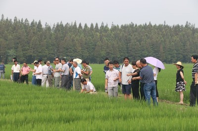 上海市杂交粳稻机械化制种中后期管理技术培训会在浦东召开