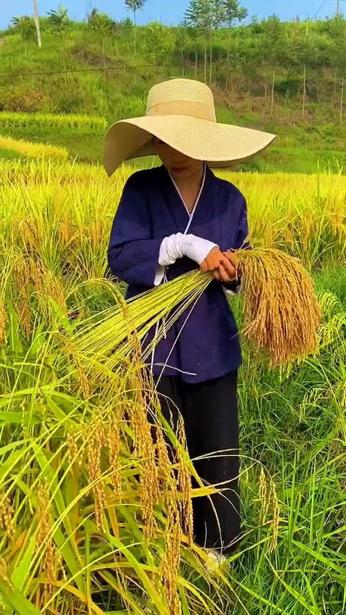 这种稻真的要一根根扯,也没有机械,必须全部靠手工