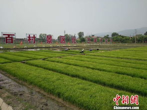 山西太原重现北稻种植折射资源城市发展理念之变