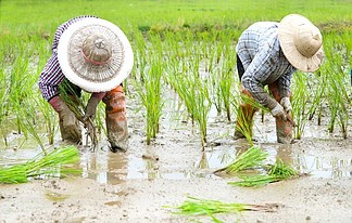 农民在雨季种植水稻。