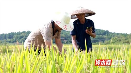 永州冷水滩 订单农业 服务模式助力种植户降本增收