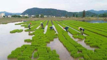 打造万亩高质量绿色生产基地 松阳万亩水稻开种